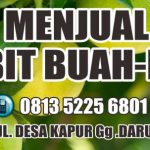 JUAL BIBIT BUAH DI PONTIANAK