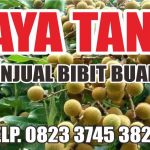 JAYA TANI PENJUALAN BIBIT BUAH DI TUREN MALANG