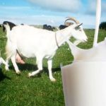 BIANGLALA JUAL SUSU KAMBING MURNI DI CIREBON JAWA BARAT