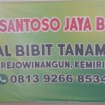 SANTOSO JAYA BIBIT PUSAT GROSIR BIBIT DI PURWOREJO JAWA TENGAH