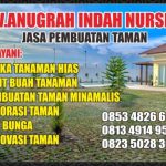 CV.ANUGRAH INDAH NURSERY JUAL TANAMAN HIAS DAN BIBIT BUAH DI SAMPIT
