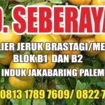 UD.SEBERAYA DISTRIBUTOR DAN SUPPLIER JERUK BRASTAGI DI PALEMBANG
