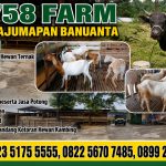 5758 FARM JUAL KAMBING DI BERAU