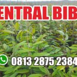 CENTRAL BIBIT PURWOREJO JAWA TENGAH