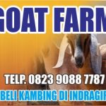 GOAT FARM DISTRIBUTOR KAMBING DI BELILAS INDRAGIRI HULU