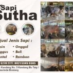 Sapi Sutha Jual Sapi Murah Samarinda