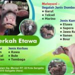 Berkah Etawa Jual beli sapi kerbau di sangatta Kalimatan Timur