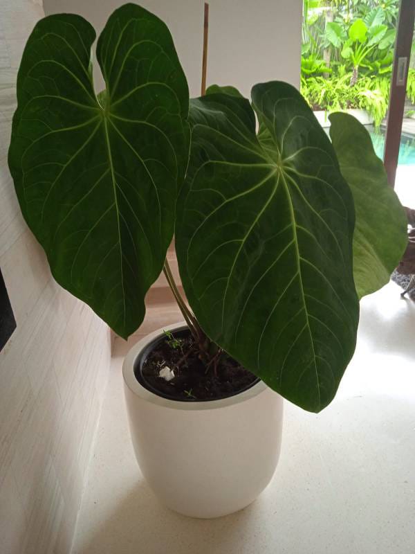 WhatsApp Image 2024-08-29 at 05.11.47 (2)