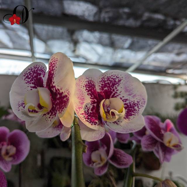 WhatsApp Image 2024-12-01 at 13.53.06 (4)