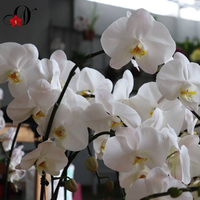 WhatsApp Image 2024-12-01 at 13.53.07 (2)