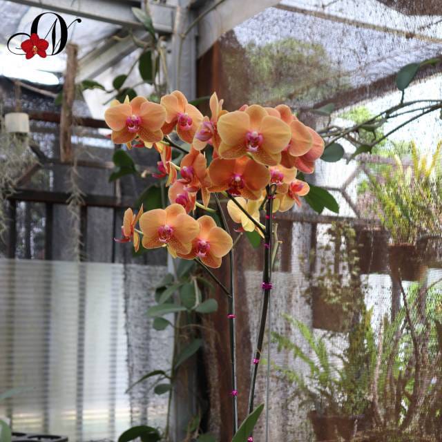 WhatsApp Image 2024-12-01 at 13.53.07