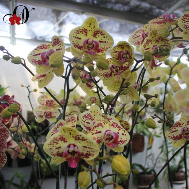 WhatsApp Image 2024-12-01 at 13.53.09