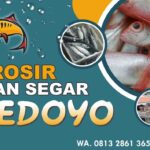 Bedoyo Distributor Ikan Segar Di Bedoyo Gunungkidul jogjakarta