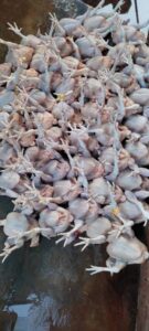 WhatsApp Image 2025-02-07 at 15.39.21