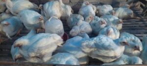 WhatsApp Image 2025-02-07 at 15.39.21 (2)