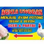 Agnia Unggas Jual Ayam Potong Pomala Kolaka Sulawesi Tenggara
