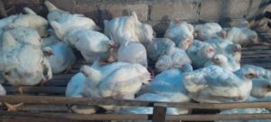 WhatsApp Image 2025-02-07 at 15.39.22 (2)