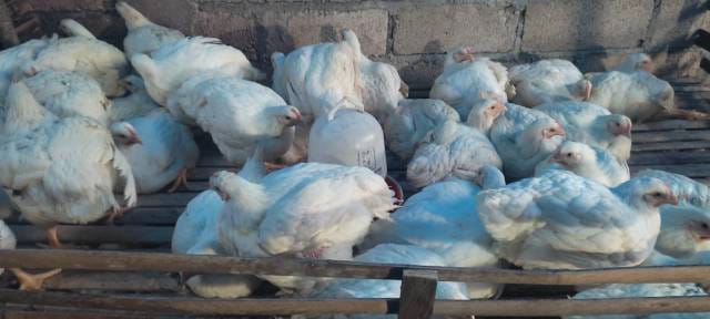 WhatsApp Image 2025-02-07 at 15.39.22 (2)