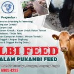 CV Alam Pukanbi Feed  Penjualan Pakan Ternak  Lampung