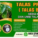 Talas Pratama Jual Bibit Talas Di Wonosobo Jawa Tengah