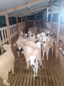 WhatsApp Image 2025-08-07 at 19.16.05 (1)