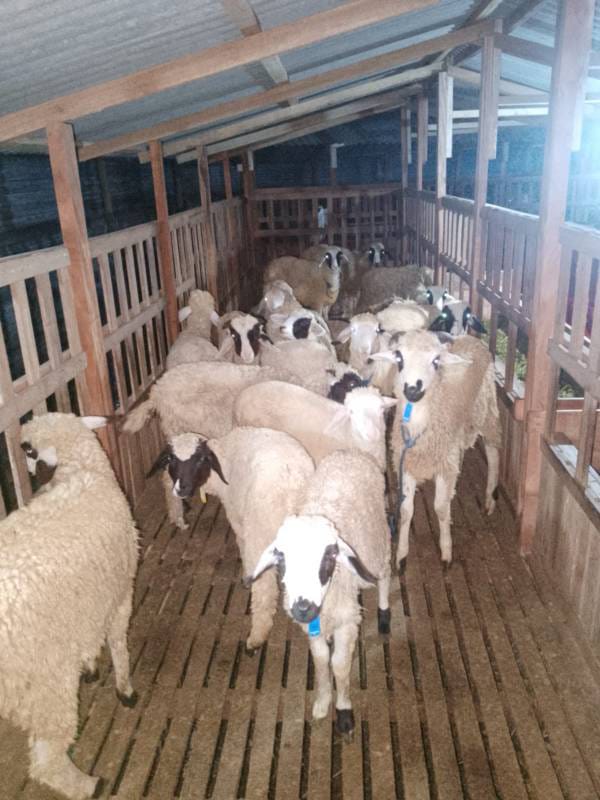 WhatsApp Image 2025-08-07 at 19.16.05 (1)