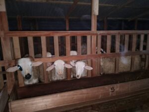 WhatsApp Image 2025-08-07 at 19.16.05