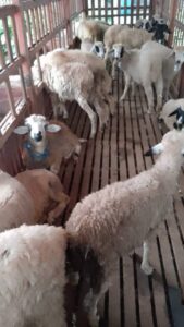 WhatsApp Image 2025-08-07 at 19.16.06 (1)