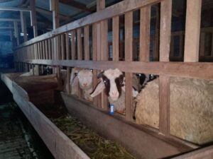 WhatsApp Image 2025-08-07 at 19.16.09