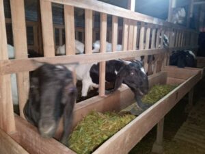 WhatsApp Image 2025-08-07 at 19.16.11