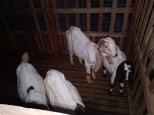 WhatsApp Image 2025-08-07 at 19.16.13 (1)