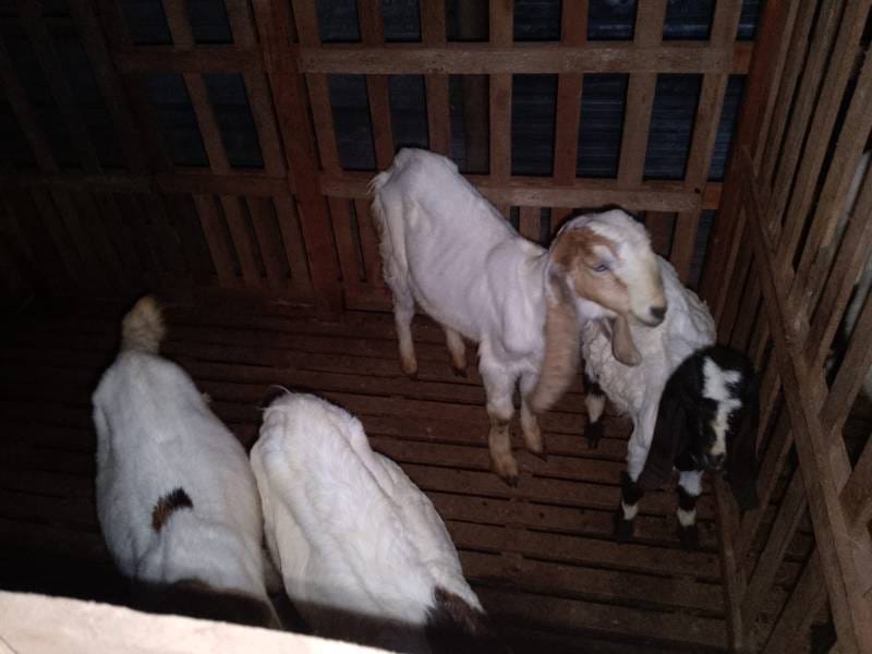 WhatsApp Image 2025-08-07 at 19.16.13 (1)