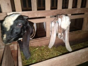 WhatsApp Image 2025-08-07 at 19.16.14 (1)