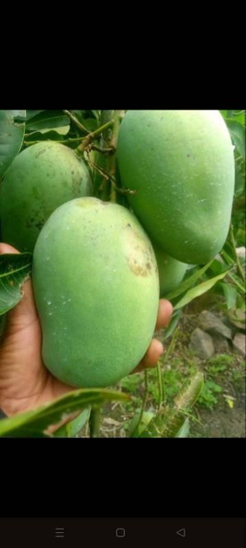 WhatsApp Image 2026-04-16 at 19.01.22 (7) - Copy